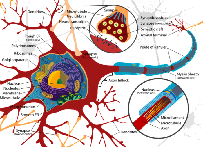 How many neurons are in the brain