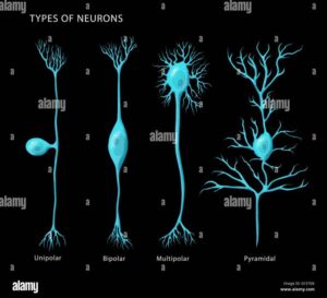 How many neurons are in the brain